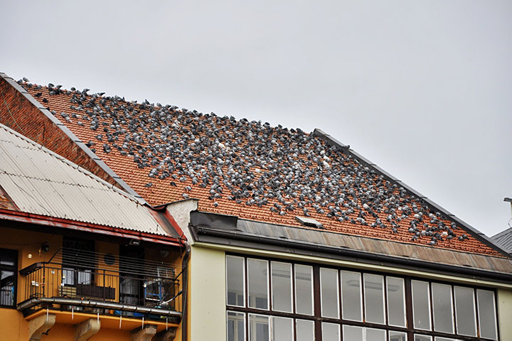 A2B Pest Control are able to install spikes to deter birds from roofs in Ellesmere Port. 