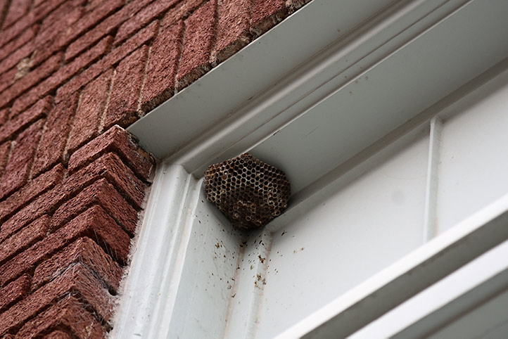 We provide a wasp nest removal service for domestic and commercial properties in Ellesmere Port.
